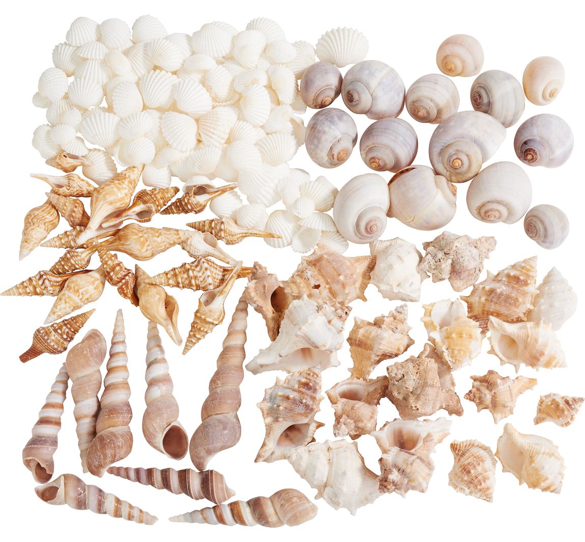 Muschelmix, natural