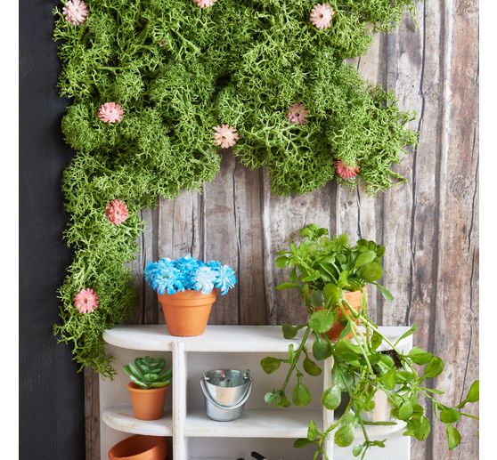 VBS Schleierkraut Bund "Florissa"