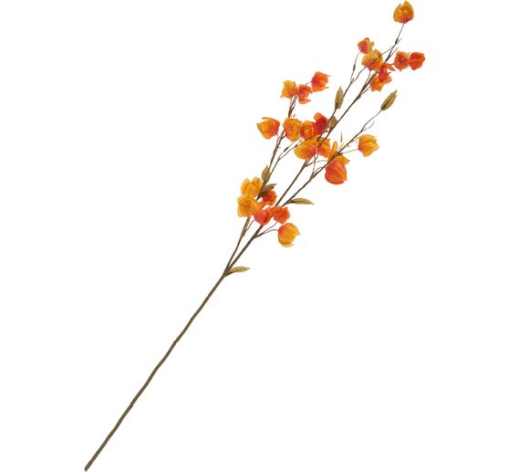 Physalis-Zweig "Elina"