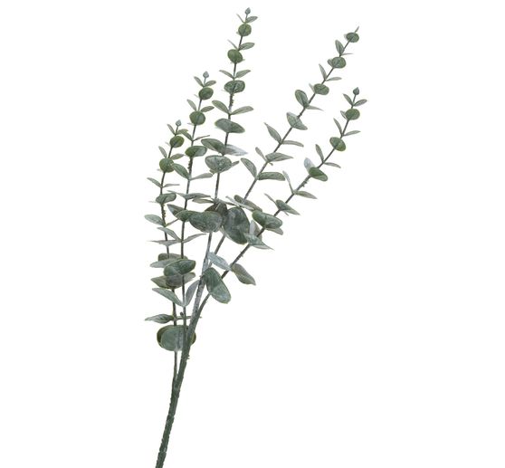Eucalyptus branch, snow-covered
