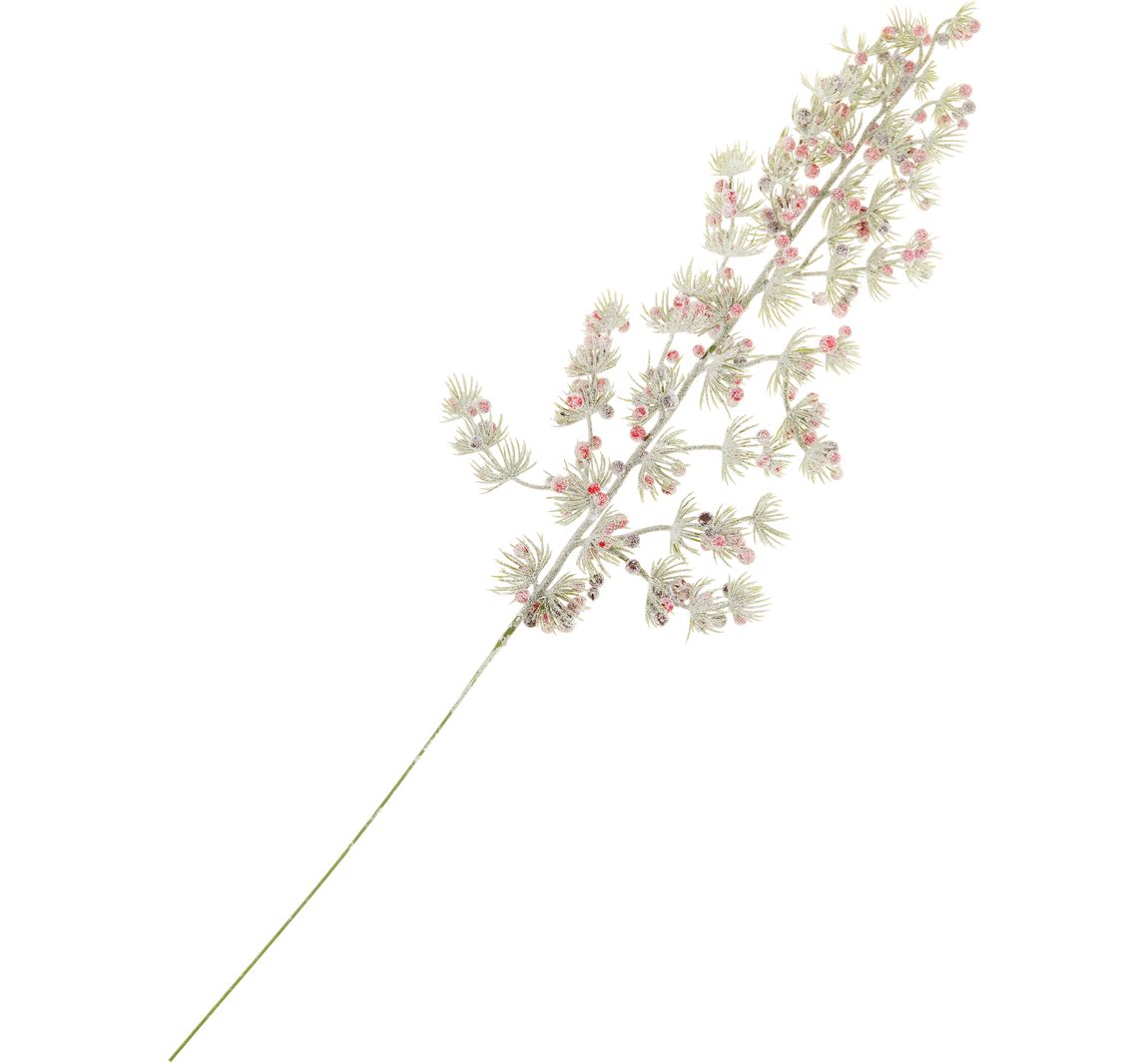 Pinien-Zweig mit Beeren