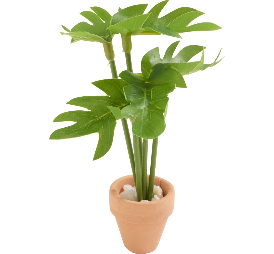 Miniatur Pflanze "Monstera"