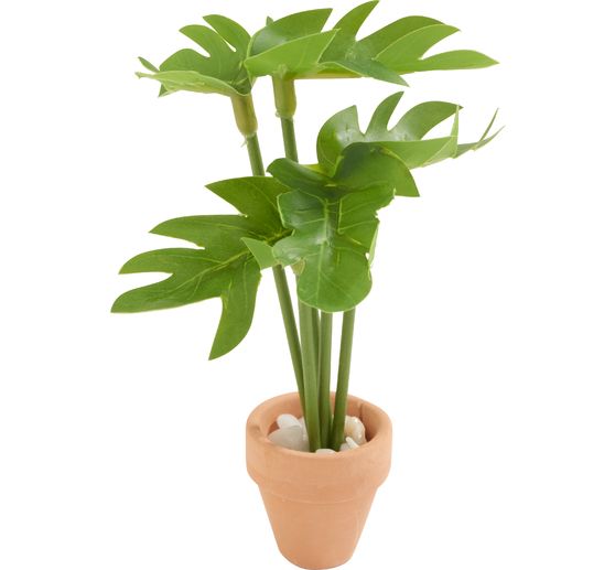 Miniatur Pflanze "Monstera"