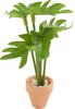 Miniatur Pflanze "Monstera"