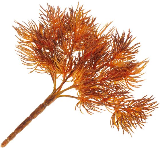 Flechten-Pick "Vera"