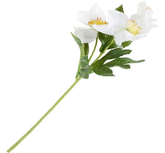 Christrose mit 3 Bl&uuml;ten