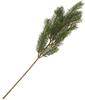 Fir branch "Nila"