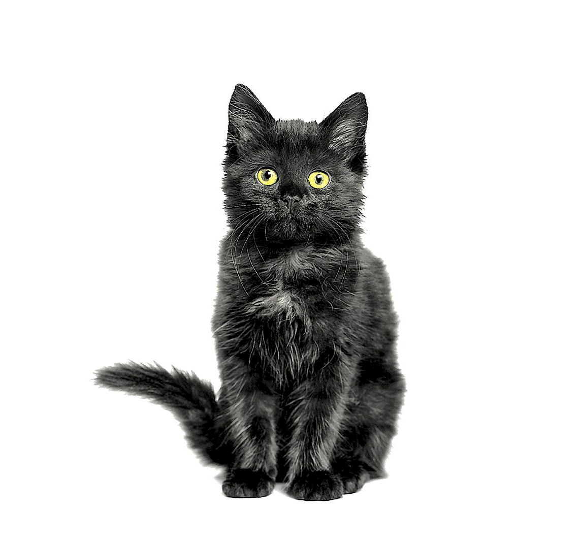 Serviette Schwarzer Kater - 5 Stück