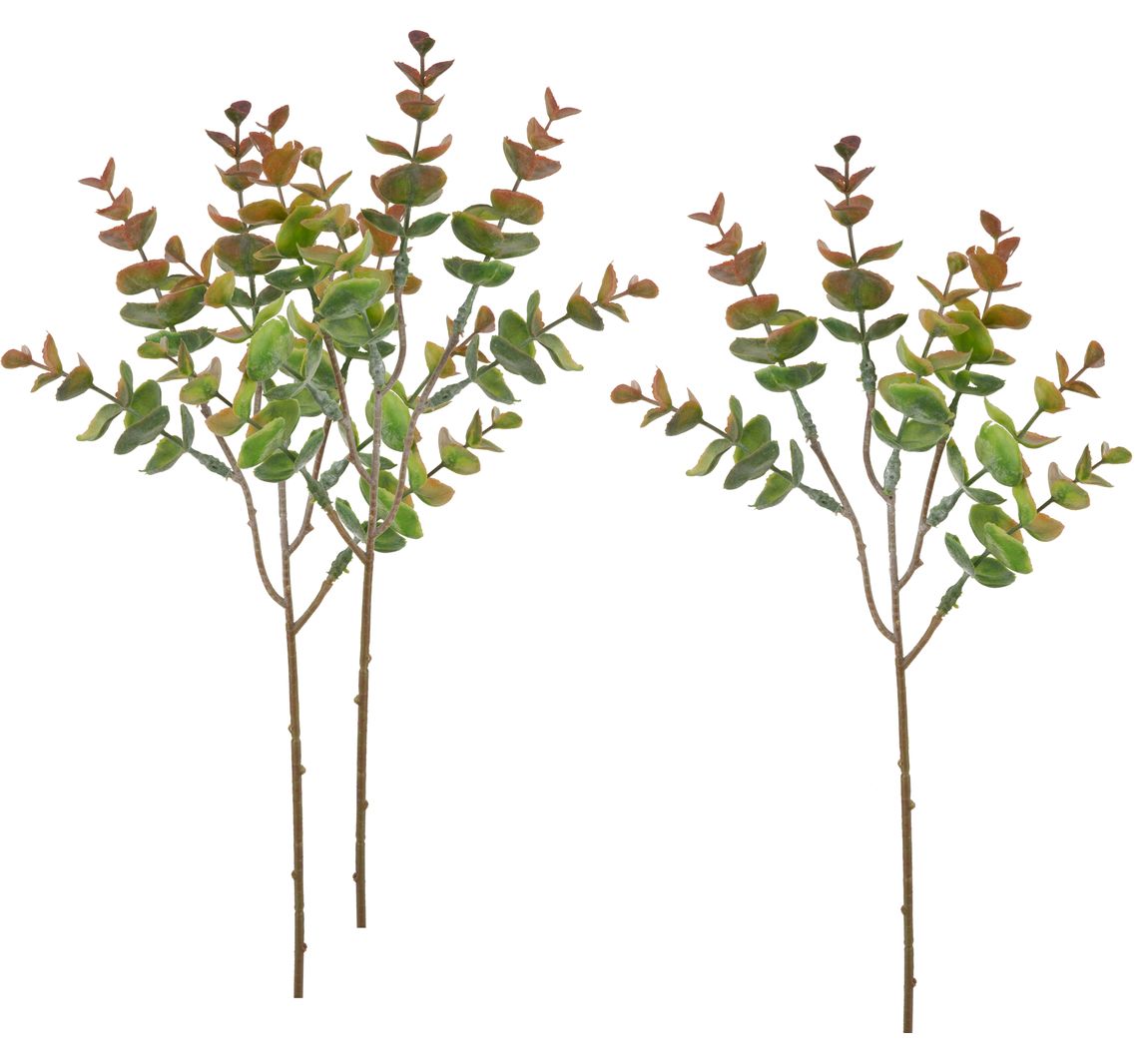 VBS Eukalyptus "Bendigo" - Braun/Grün