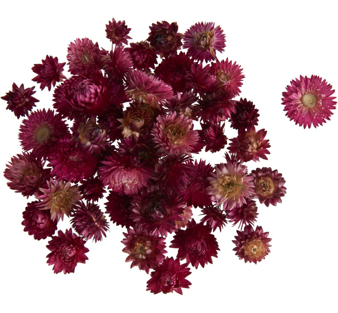 Strohblumenköpfe - Rosa