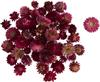 Straw flower heads