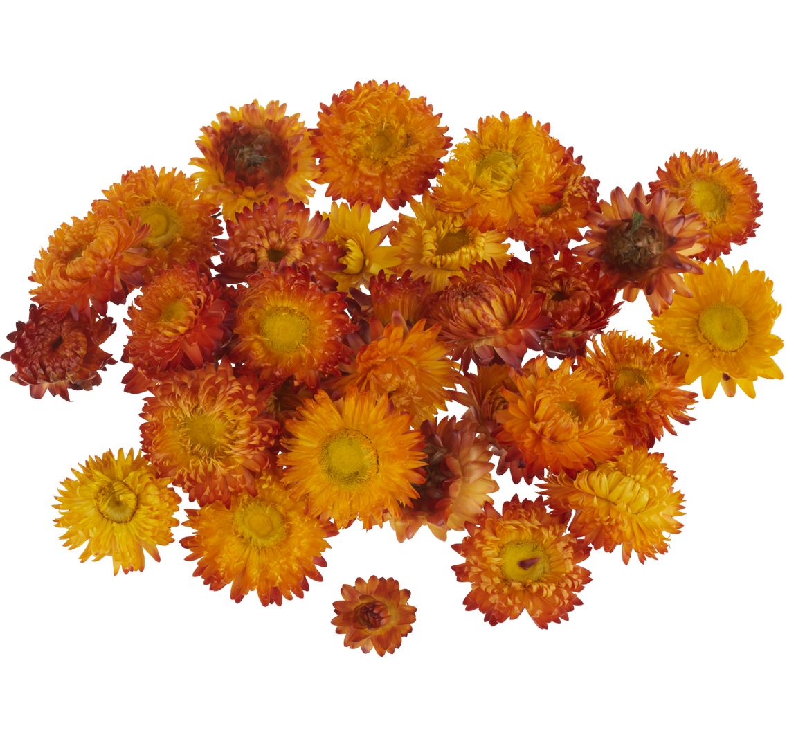 Strohblumenköpfe - Orange