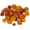 Straw flower heads Orange