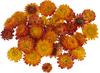 Straw flower heads