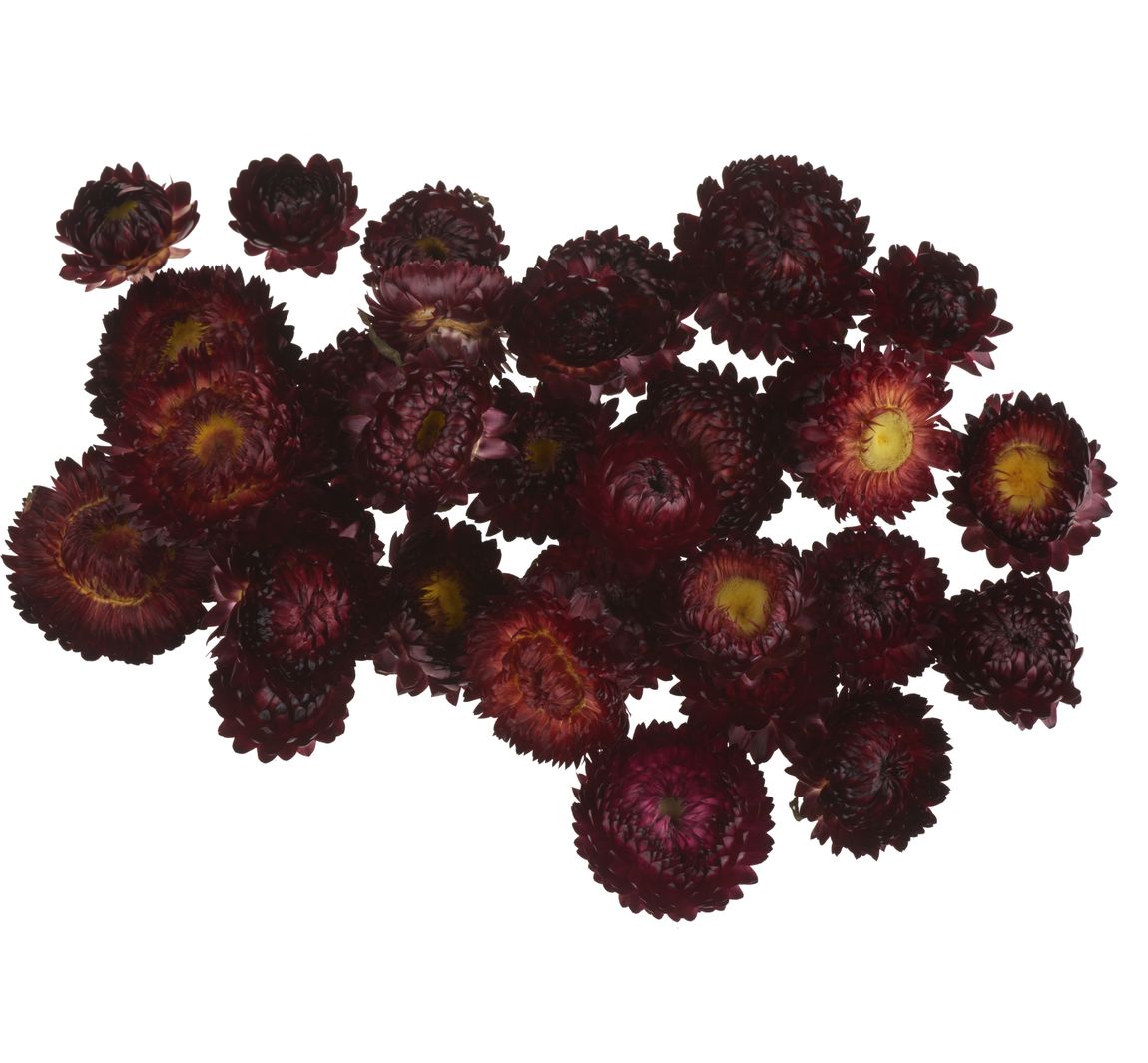 Strohblumenköpfe - Rot