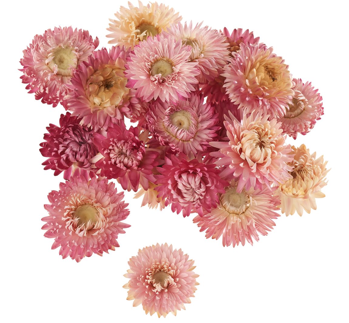 Strohblumenköpfe - Rosa