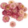 Straw flower heads
