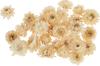 Straw flower heads