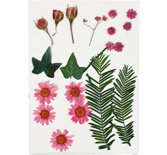 Gepresste Blüten und Blätter