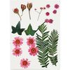 Gepresste Blüten und Blätter Rosa