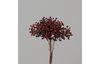 Beeren Bund "Beryl"