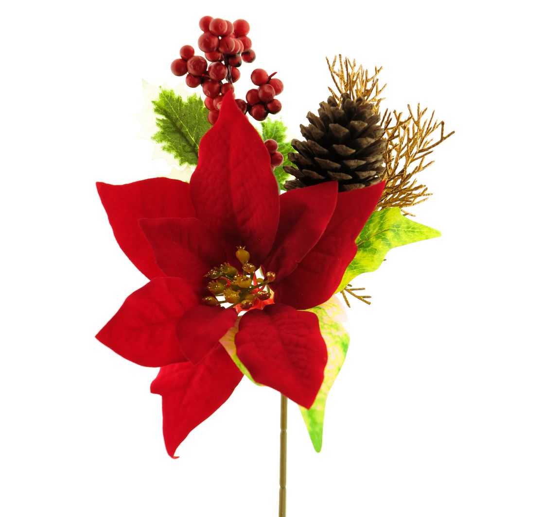 Weihnachtsstern Pick Whitley - Rot