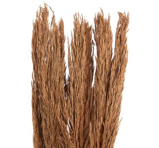 Trockenblumen "Sanmuga Grass"
