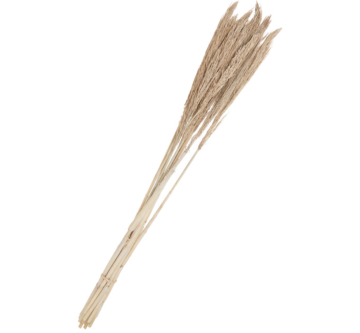 Trockenblumen "Sanmuga Grass" - Altweiß