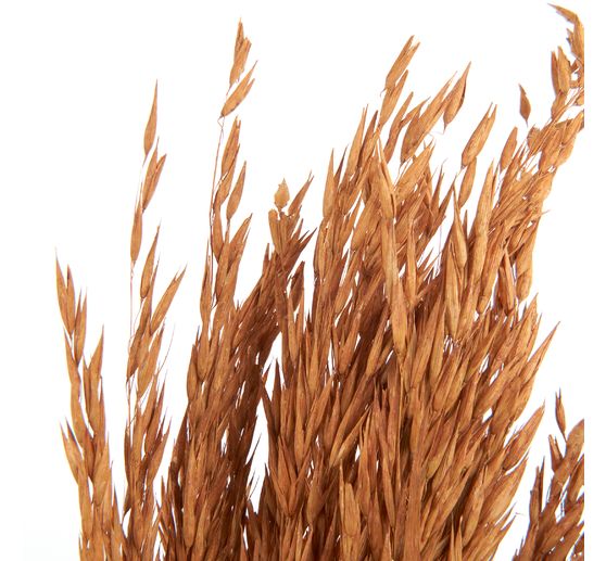 Trockenblumen "Oat Grass"