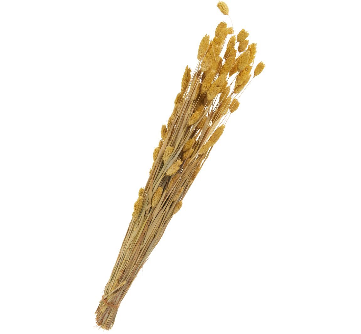 Trockenblumen "Phalaris" - Gelb