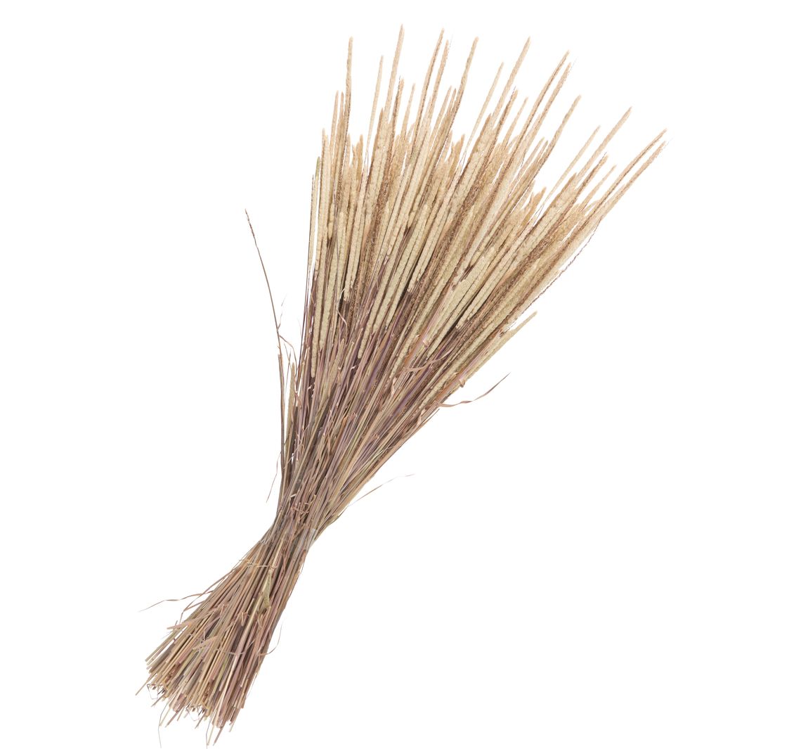 Trockenblumen "Phleum Pratensis" - Natur