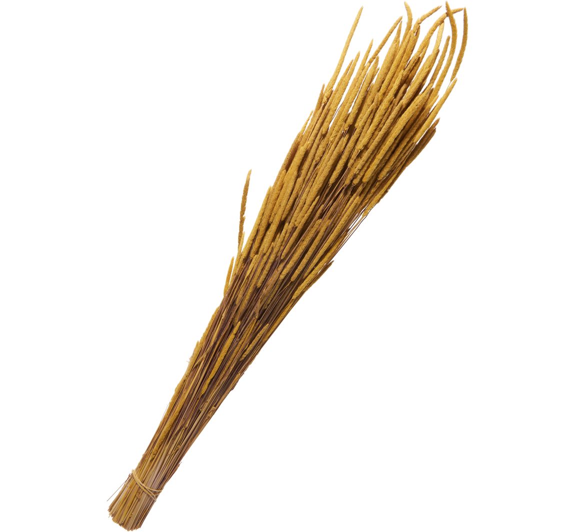 Trockenblumen "Phleum Pratensis" - Gelb
