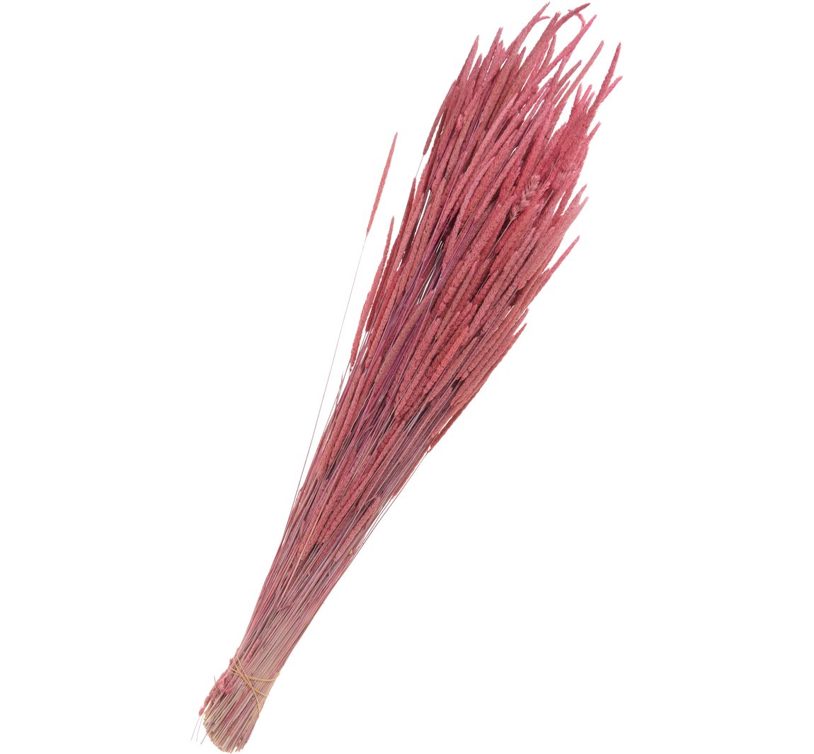 Trockenblumen "Phleum Pratensis" - Rosa
