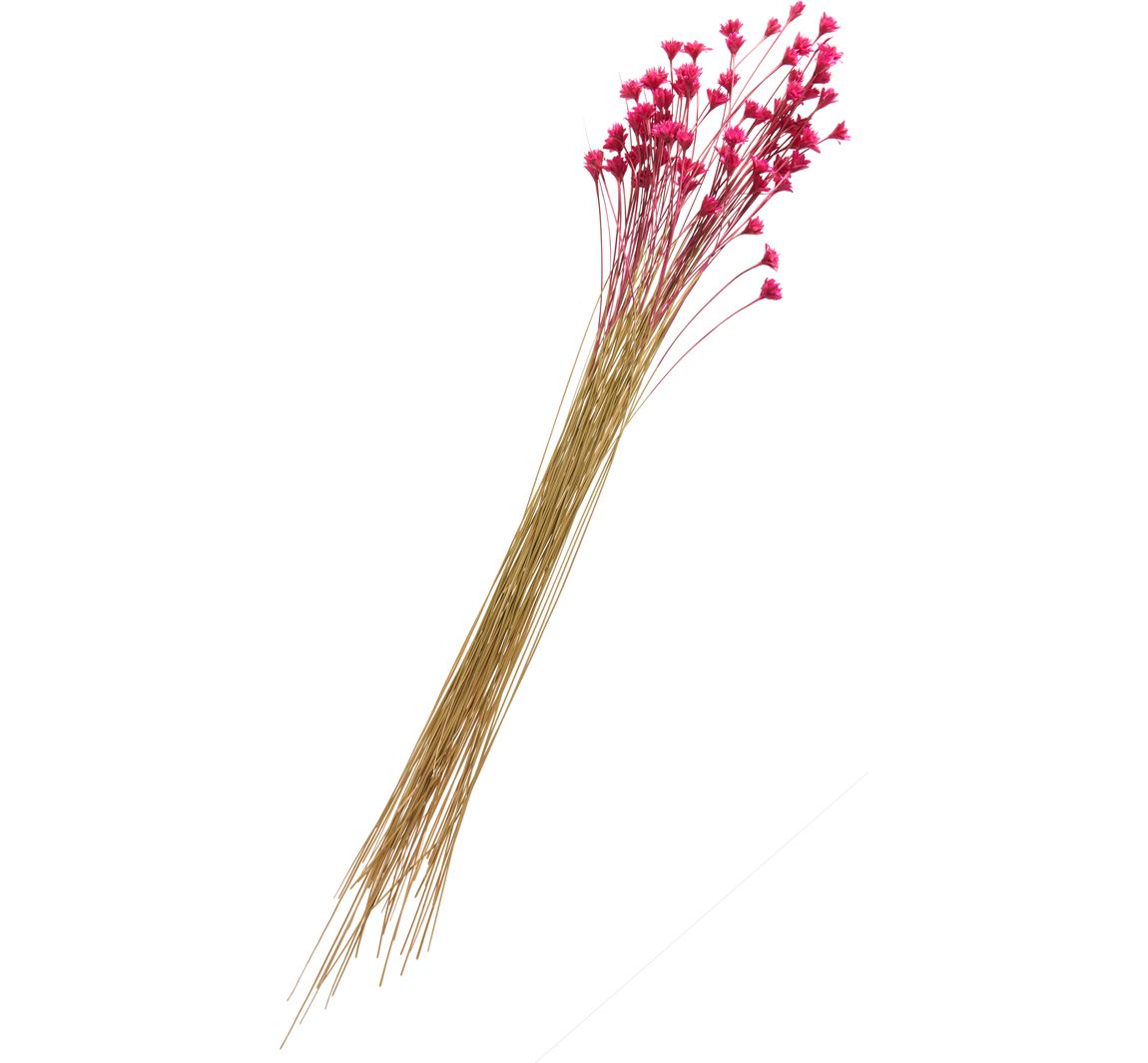 Hillflower - Pink