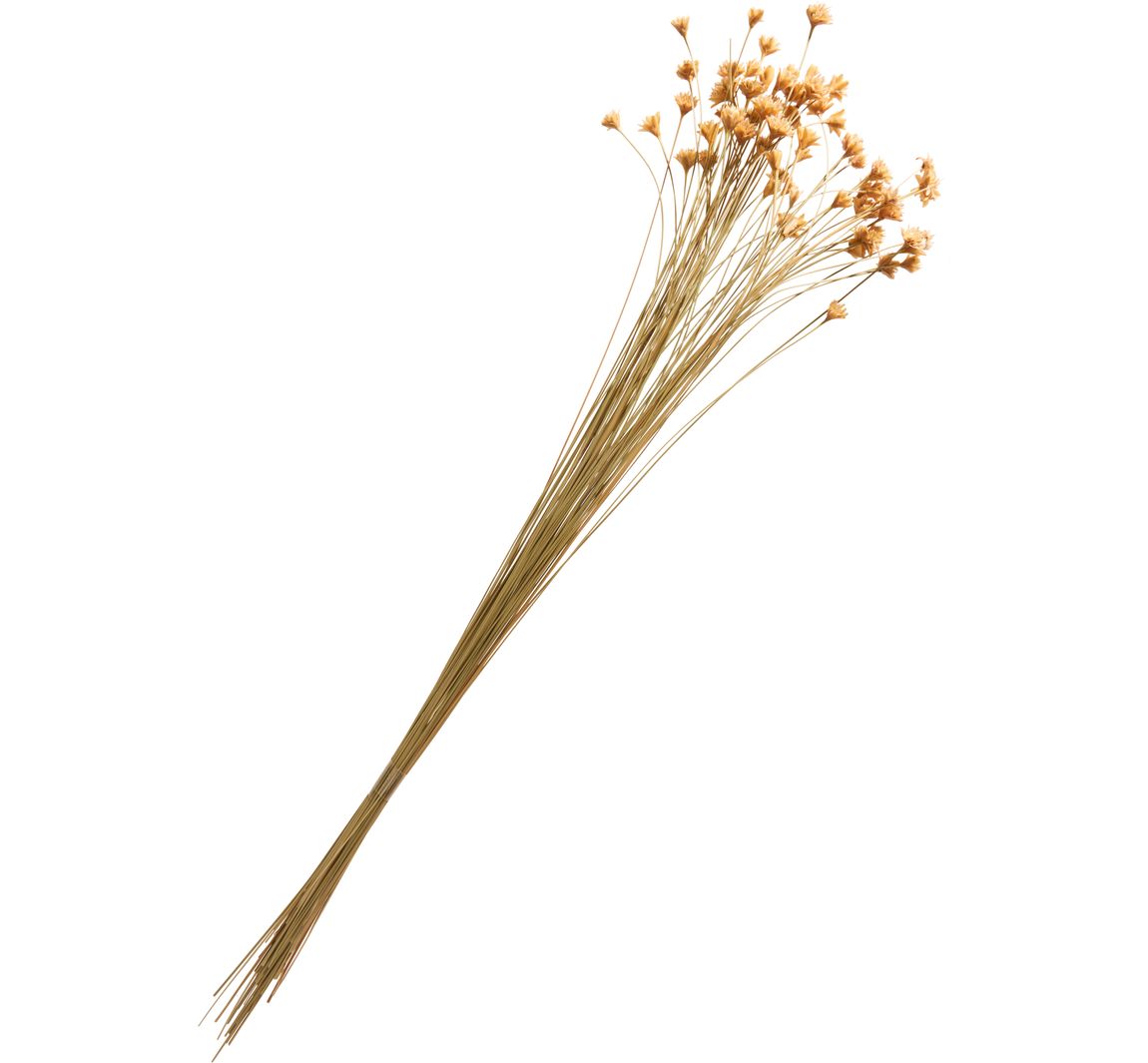 Hillflower - Natur