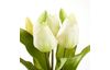 Tulpen Bund mit 3 Blüten und 2 Knospen