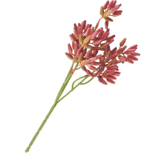 Succulent branch