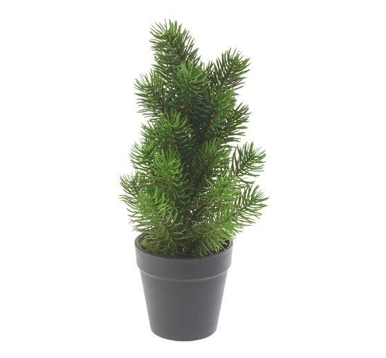 Edeltannenbaum "Rory" im Topf