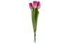 Tulpe Einzelstiel