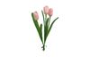 Tulip single stem