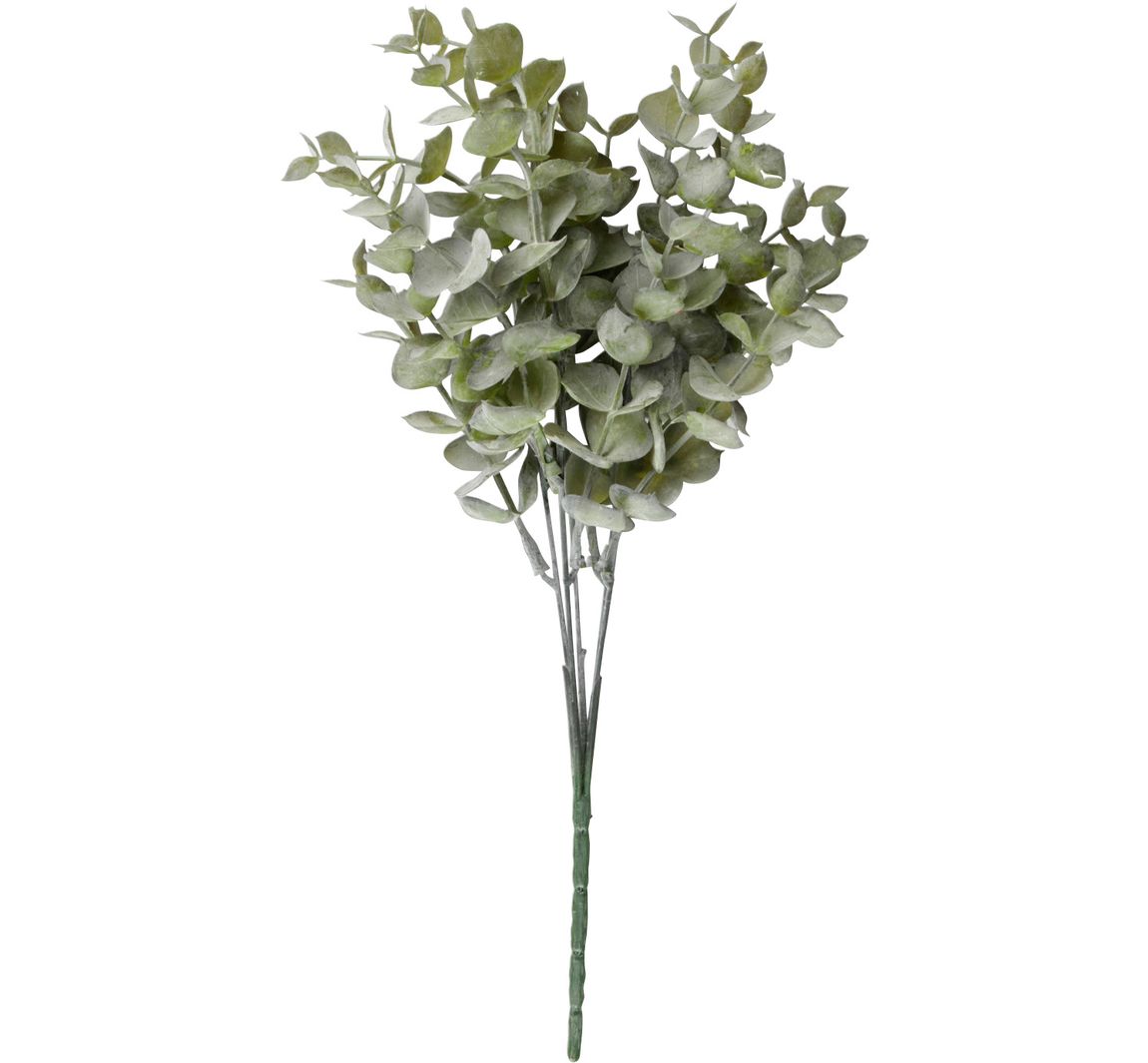Buchsbaum Zweig "Evergreen" - Eukalyptus