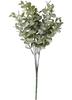 Boxwood branch "Evergreen"