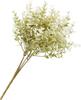 Boxwood branch "Evergreen"
