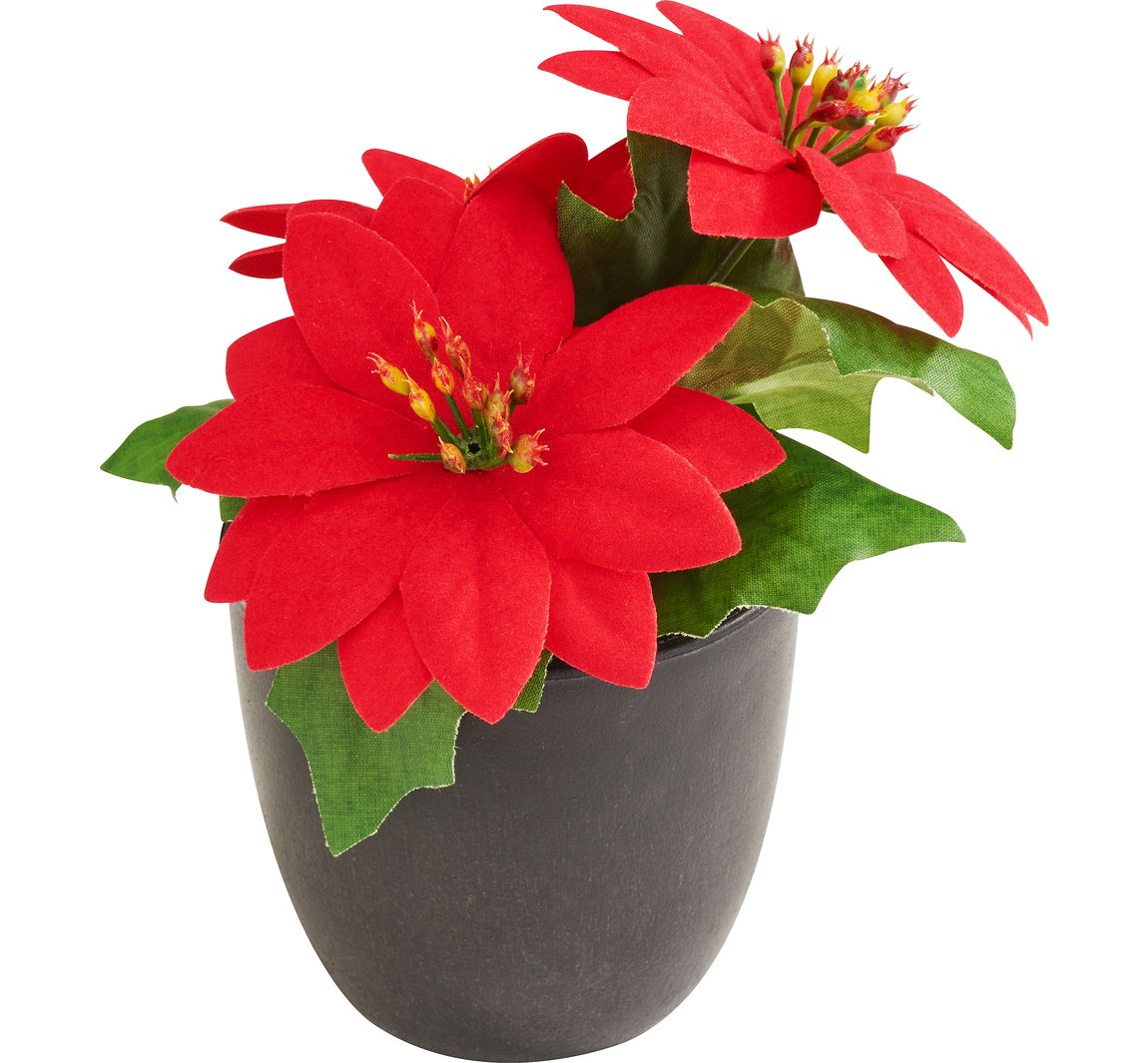 Weihnachtsstern "Gloria" im Topf - Rot