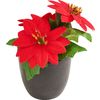 Weihnachtsstern "Gloria" im Topf Rot