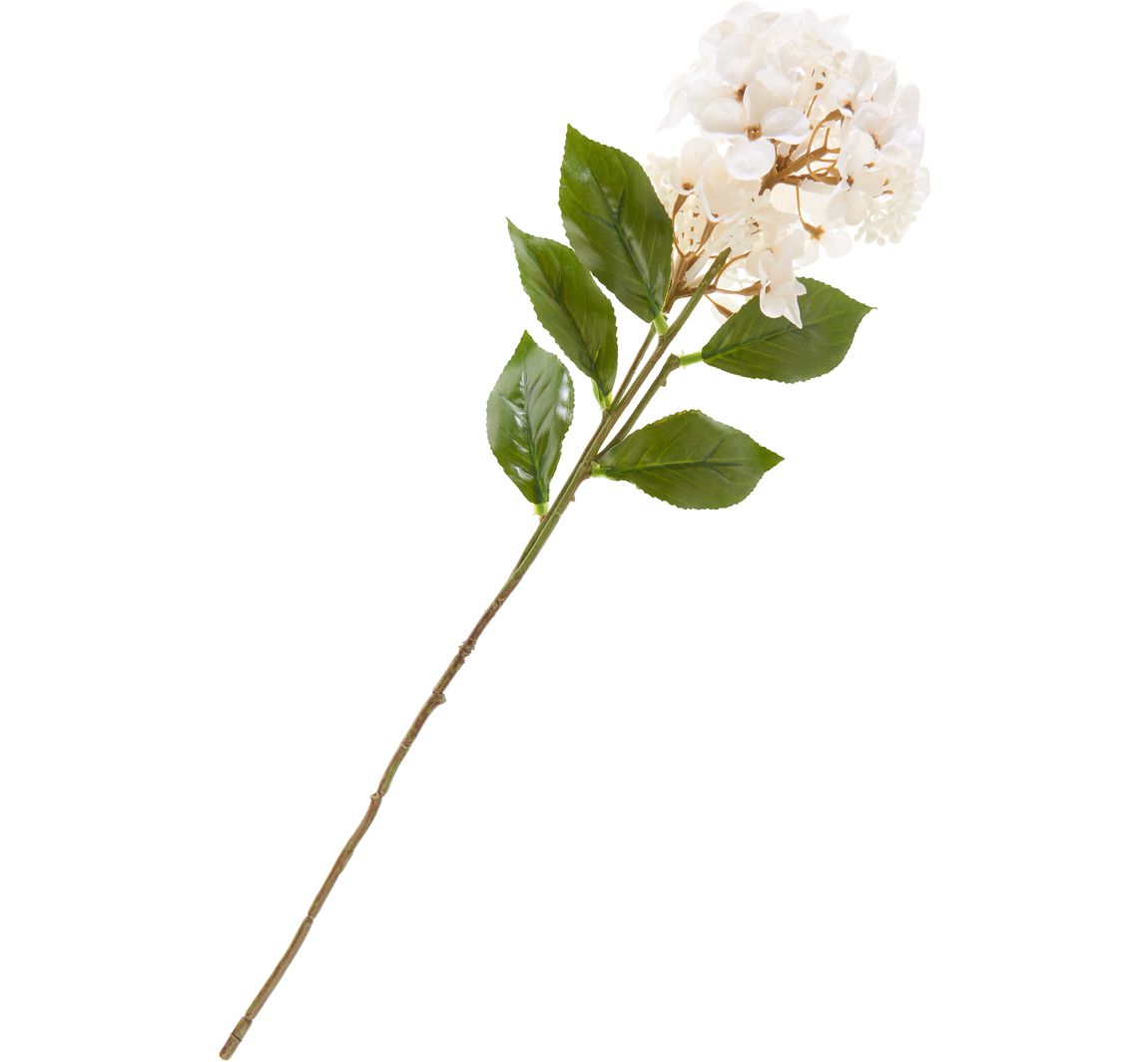 Hortensie mit zwei Blüten - Cream