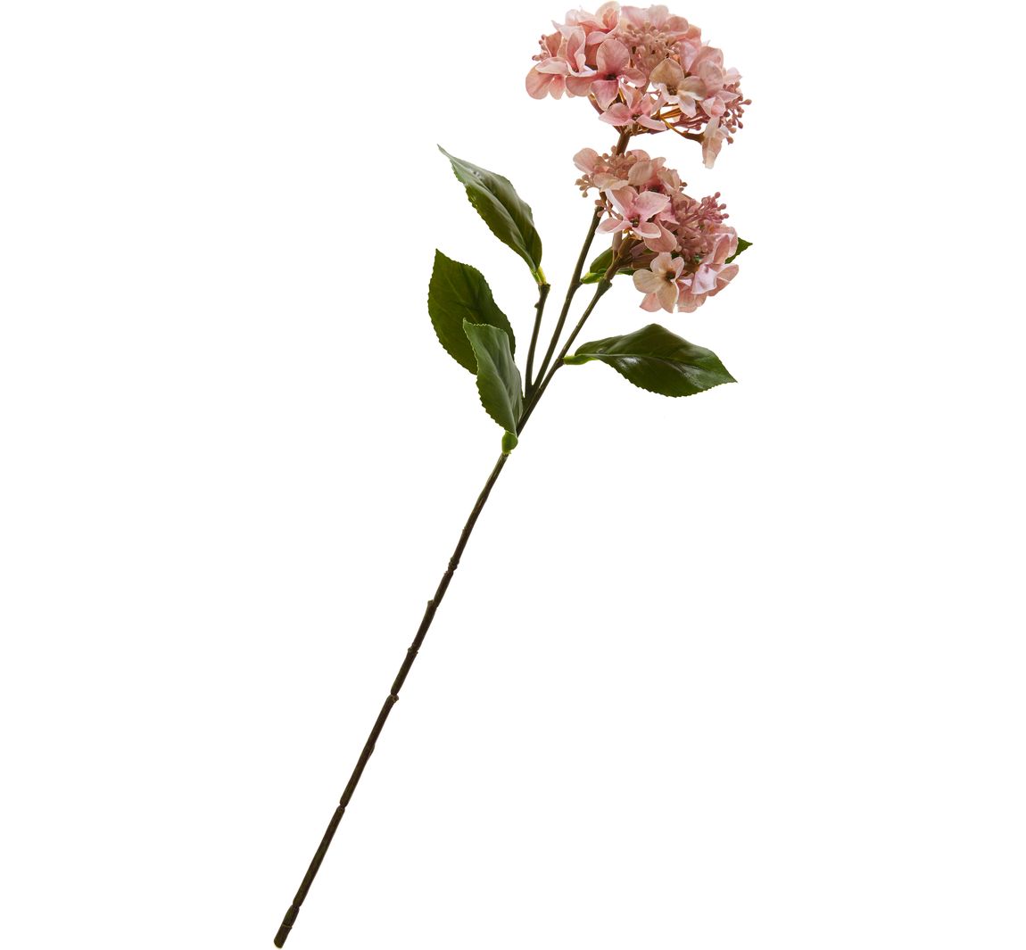 Hortensie mit zwei Blüten - Rose
