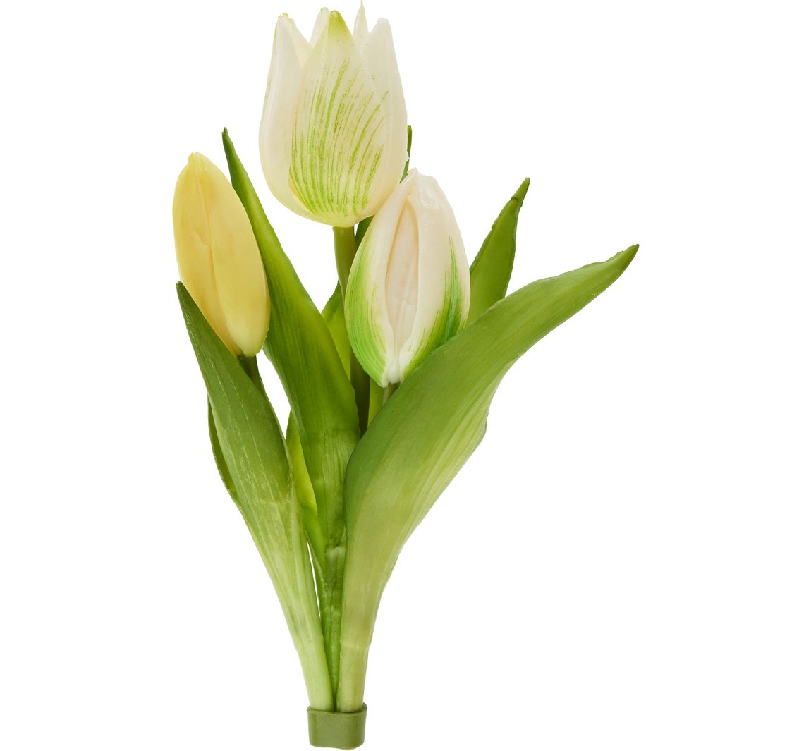 Tulpen-Bund "Sally" - Cream