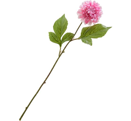 Dahlia "George Spray"