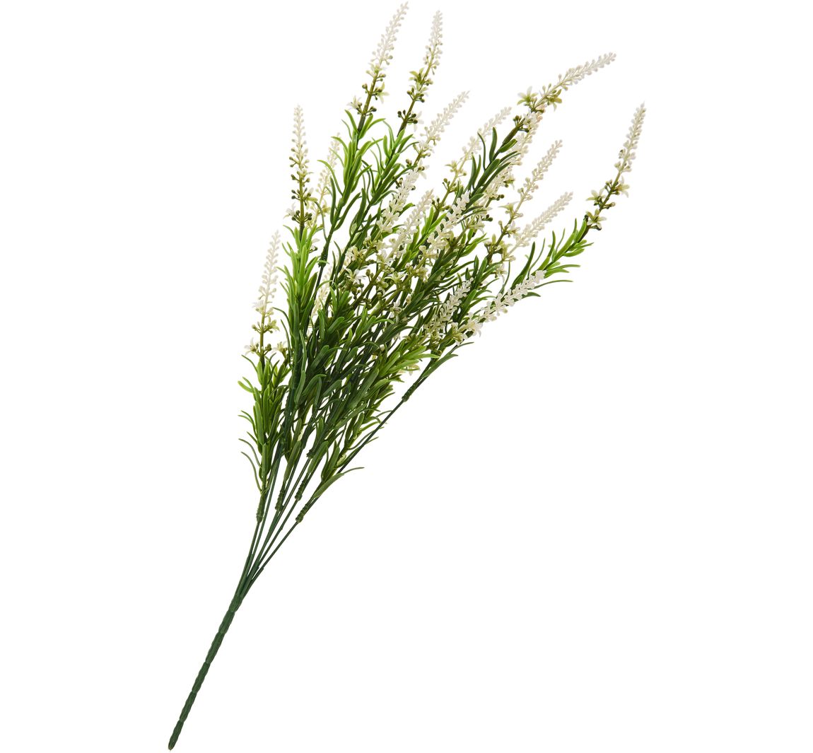 Veronica-Strauch - Cream